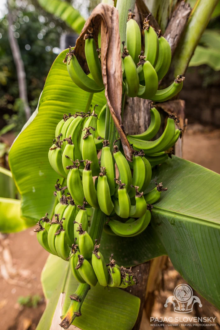 A hand of green bananas ripening on the plant