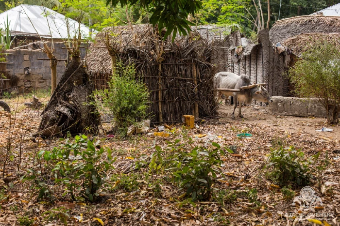 A hut thatched to the ground in makuti palm fronds
