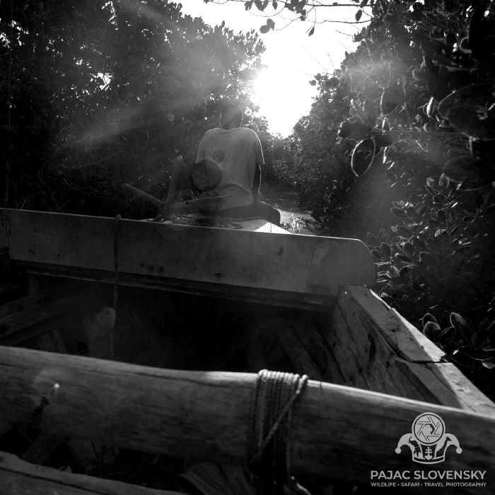 The mangrove canopy closing overhead, in black and white