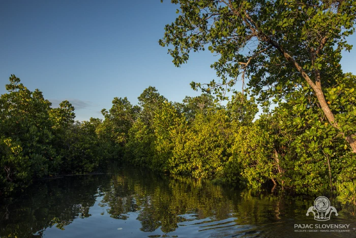 Green water in the mangrove channel on the way out