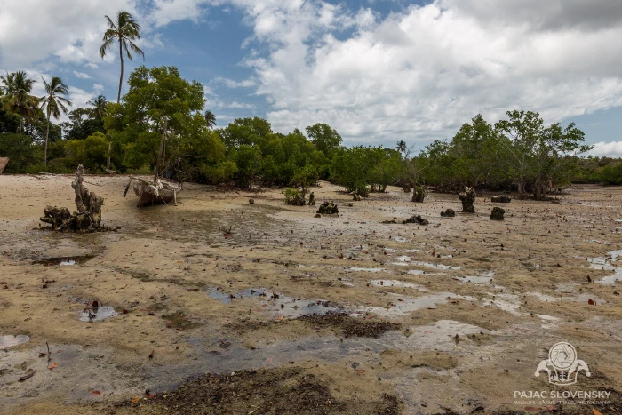 Weathered mangrove stumps on the open shore