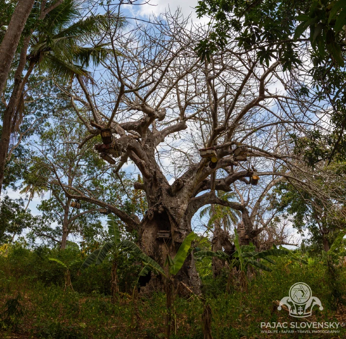 An ancient baobab on the edge of the village