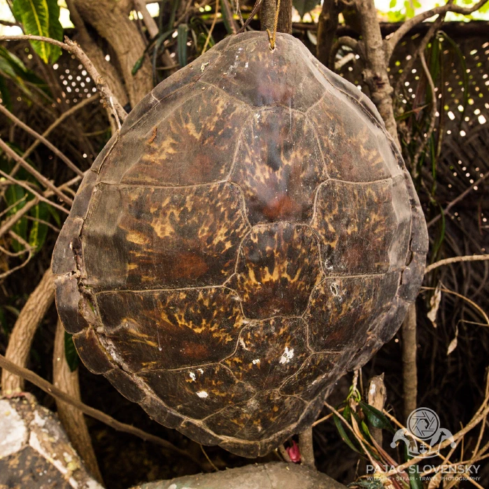 A sea-turtle carapace hung on the sanctuary fence