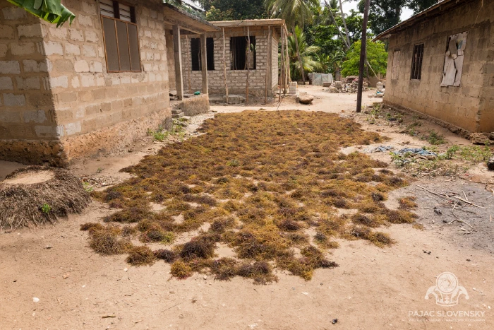 Harvested seaweed spread to dry between the houses