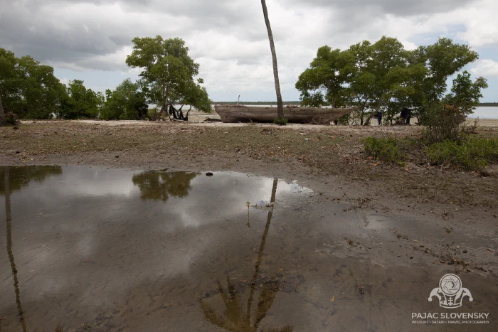 Palms doubled in a tidal pool as the water returns