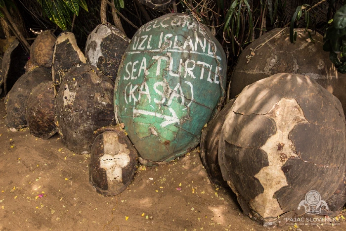 'Welcome Uzi Island — Sea Turtle (Kasa)' painted across turtle carapaces