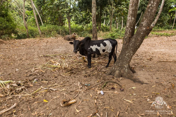 A zebu tethered in deep shade at the village edge