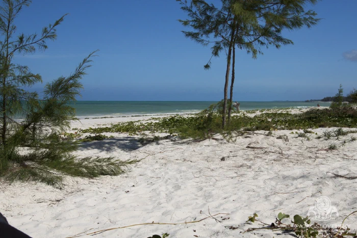 White-sand beach fringed with casuarina trees