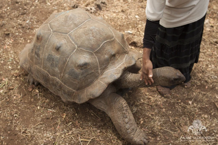 Hand-feeding greens to a giant tortoise