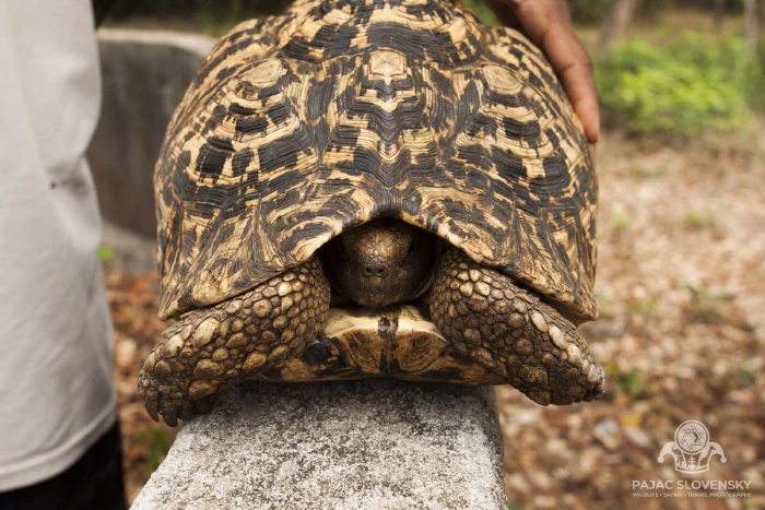 Portrait of an Aldabra giant tortoise, head raised