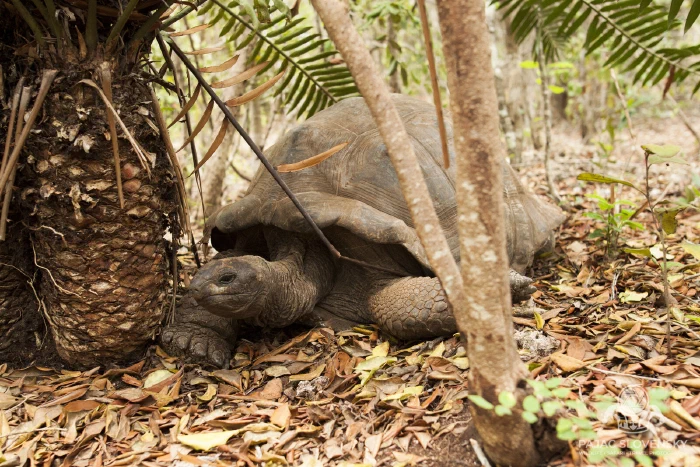 Giant tortoise resting in the shade of a tree