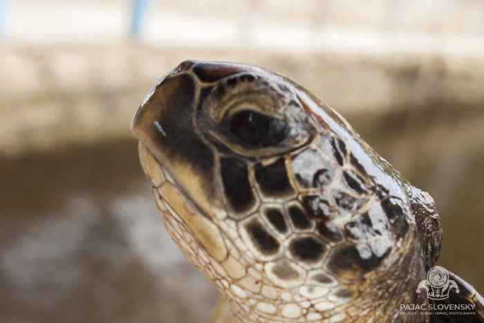 Green sea turtle surfacing in a sanctuary pool