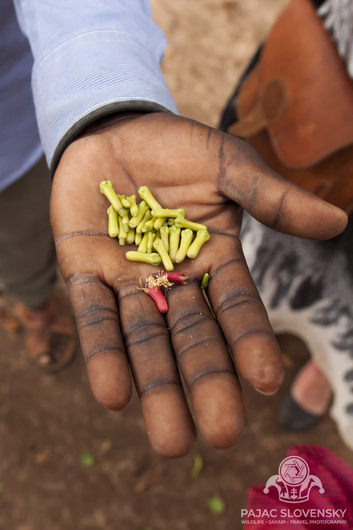 A handful of small wild fruits offered to the camera