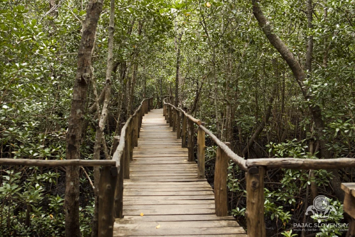 The wooden boardwalk threading through Jozani's mangroves