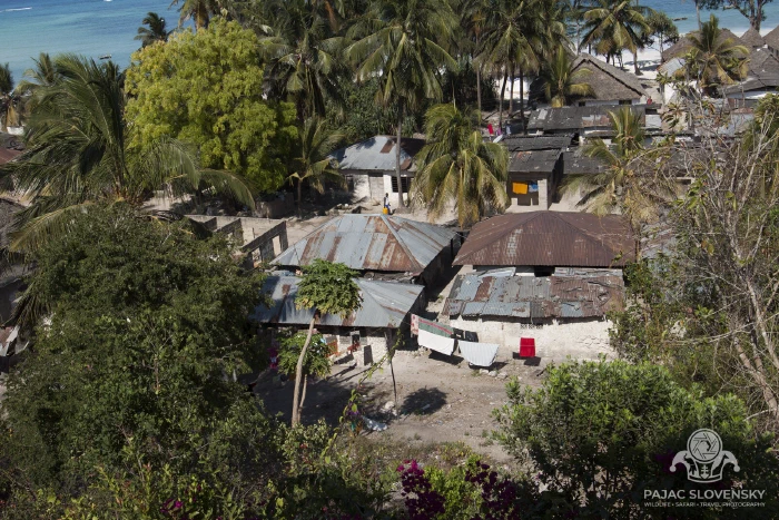 Rooftops of Kiwengwa scattered among the palms