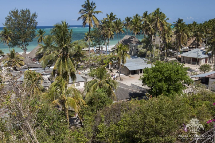 Kiwengwa village half-hidden in its coconut palms