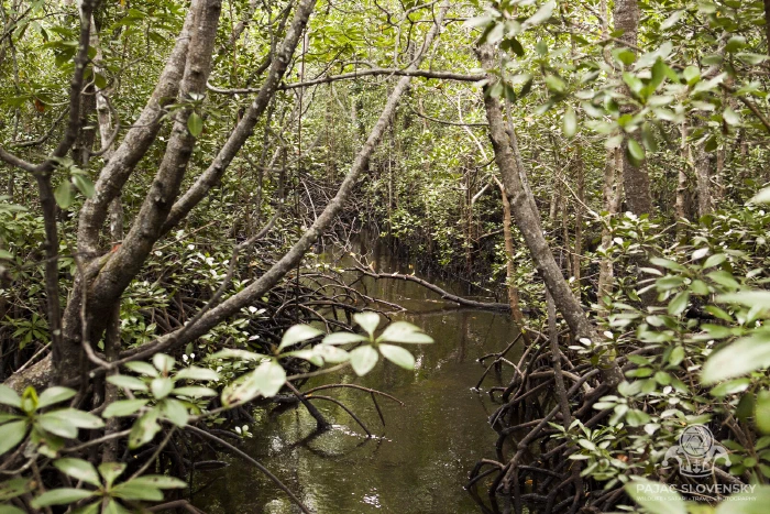 A quiet channel winding through the mangrove forest