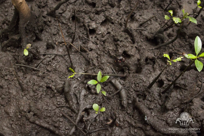 Mudflats and seedlings on the mangrove floor at low tide