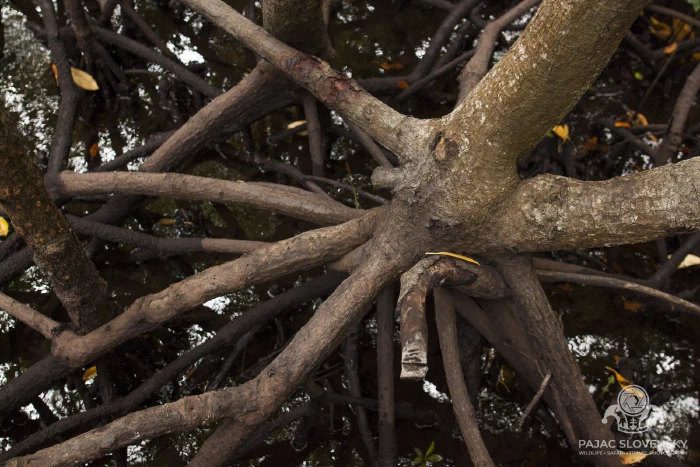 Mangrove prop roots arching out of the tidal mud
