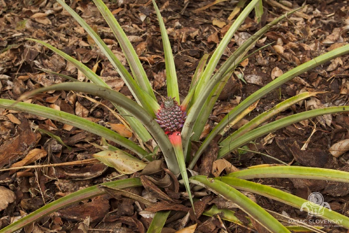 A pineapple ripening on its spiky plant
