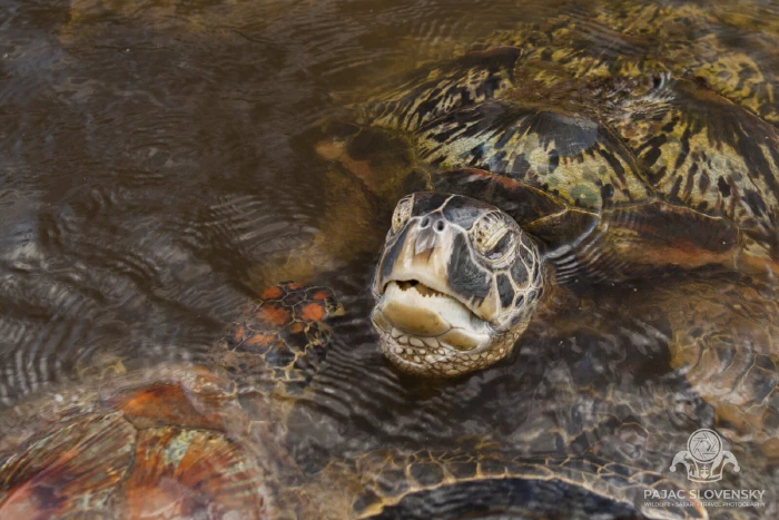 Sea turtle gliding just beneath the surface