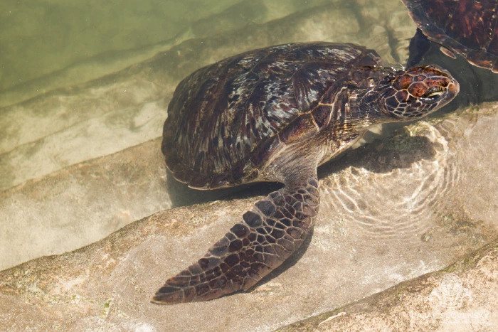 Sea turtles basking together at the pool's rim
