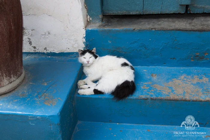 A Stone Town cat dozing on blue-painted steps