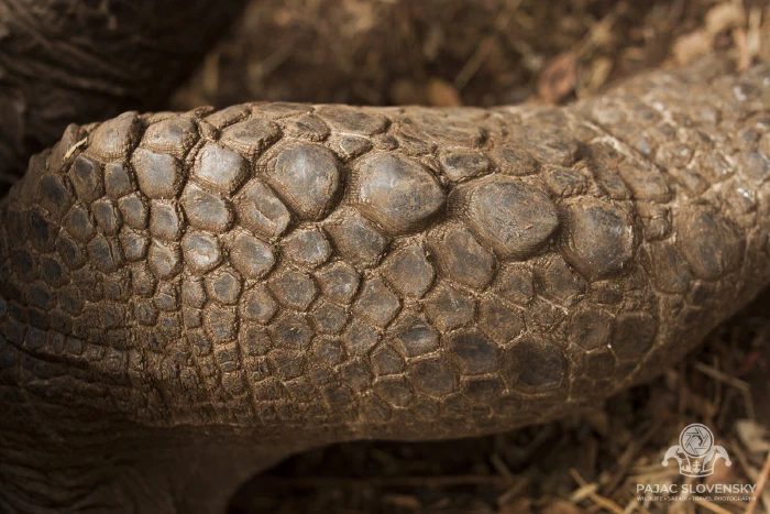 The armoured scales of a giant tortoise's leg, up close