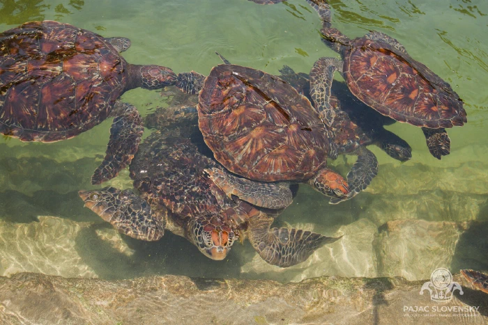 Feeding time at the sea-turtle pen