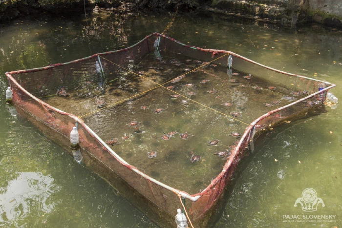 A flagged turtle pen staked out in the shallow lagoon