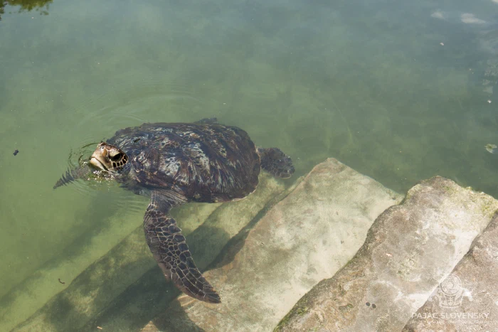 Sea turtle paddling along the stone edge of its pool