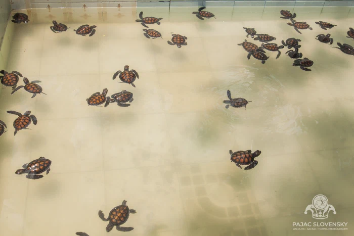 Sea turtles crowding a sanctuary pool, seen from above