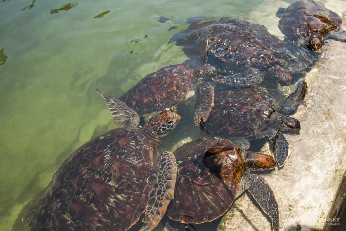 Rescued sea turtles gathered in the sanctuary pool