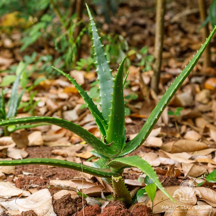 Aloe vera growing wild beside the farm path