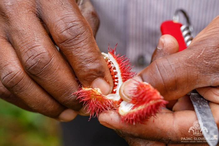 Annatto pod cracked open to its orange-red seeds