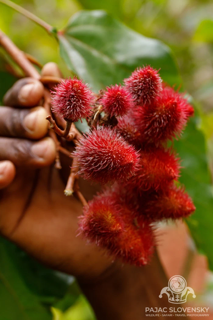 Spiky red annatto pods on the lipstick tree