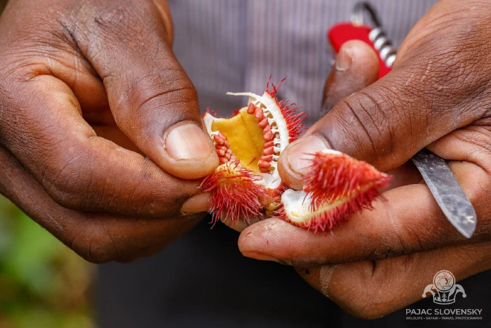 A cluster of bristly crimson annatto pods