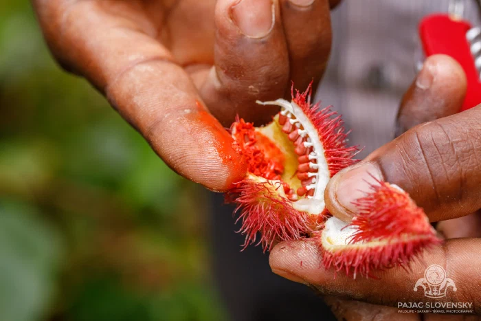 Annatto seeds ready to paint skin the colour of lipstick