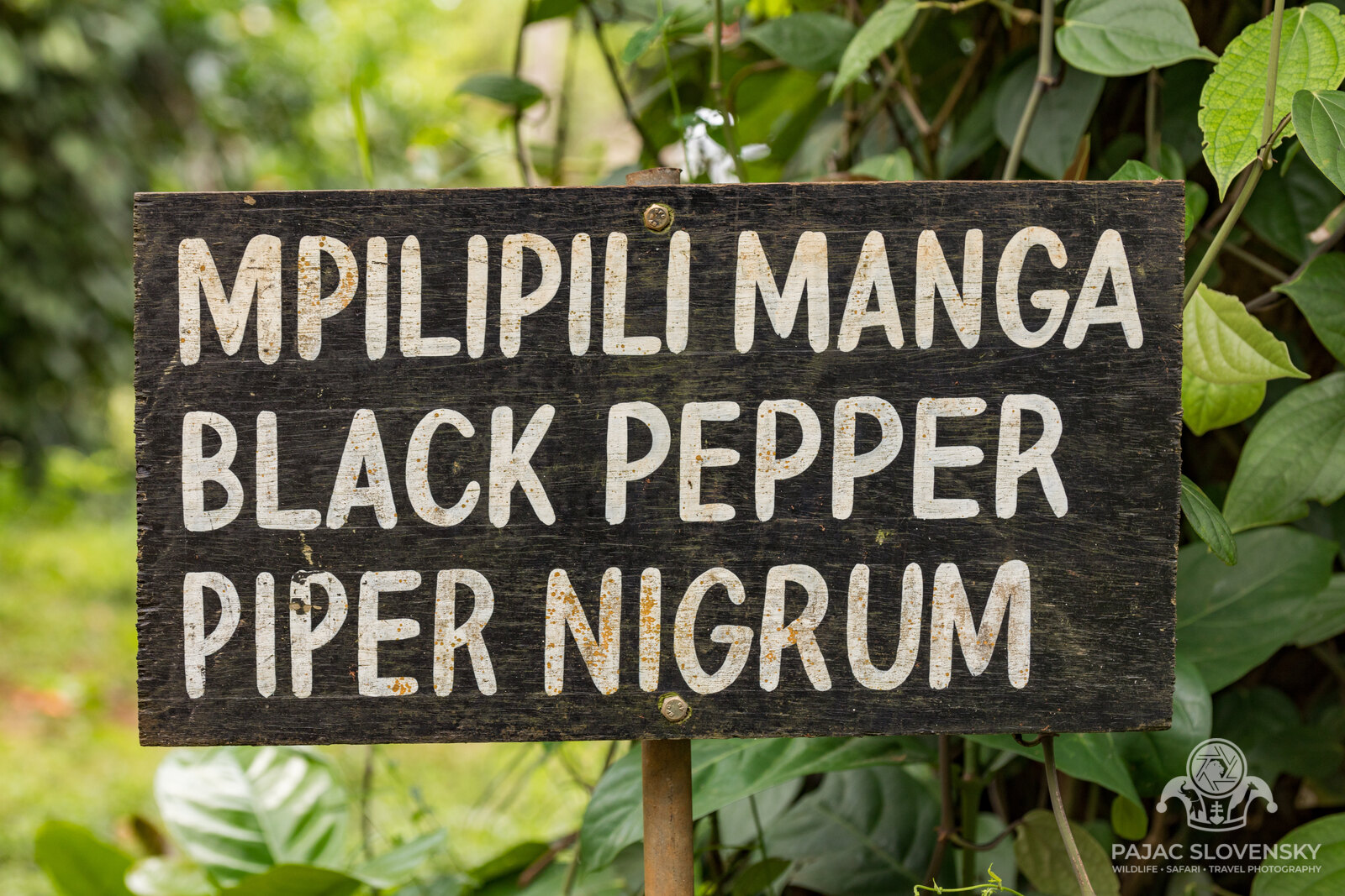 Hand-painted sign for black pepper, mpilipili manga, Piper nigrum