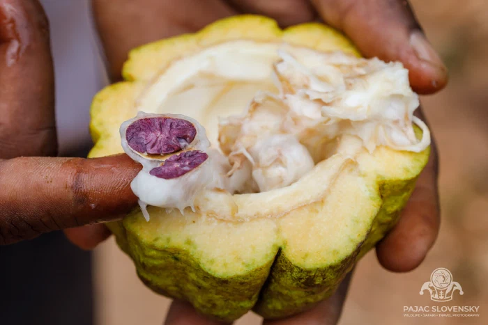 Cacao pod halves, seeds nested in their pulp