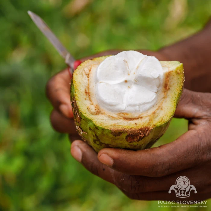 A cacao pod cracked open to its white-fleshed seeds