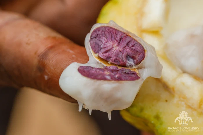 Cacao seeds showing their purple hearts