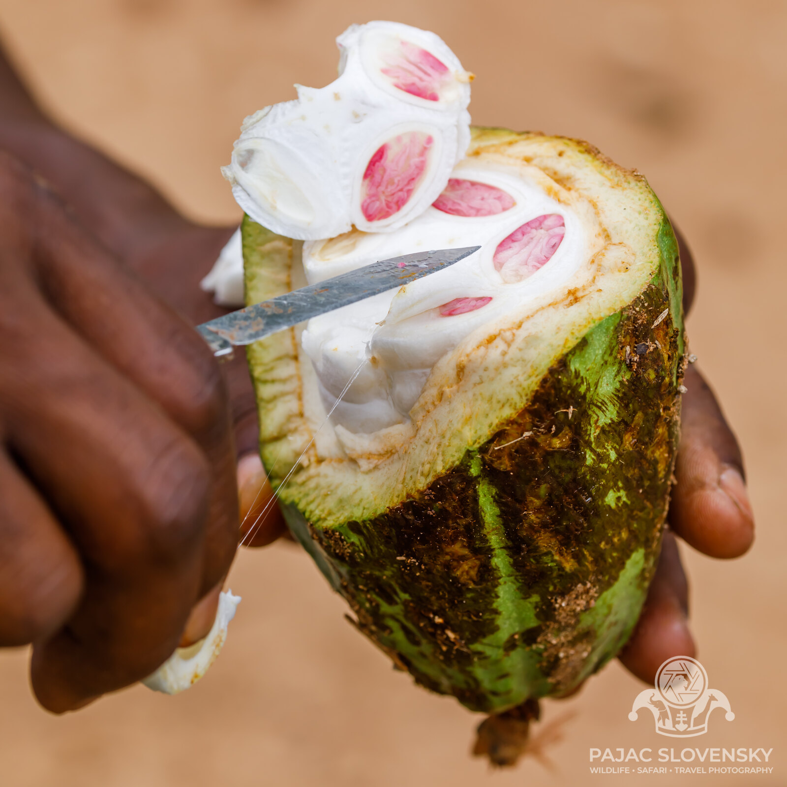 Passing the opened cacao pod around for tasting