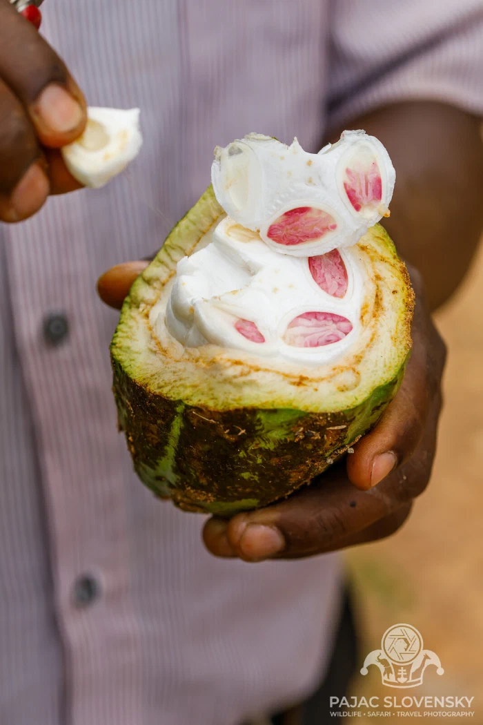 Sweet white pulp cradling the cacao beans