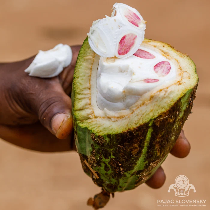 Tasting fresh cacao straight from the pod