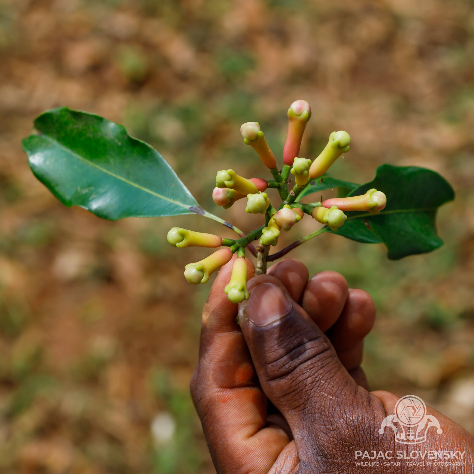 A clove branch with green buds, Zanzibar's signature spice