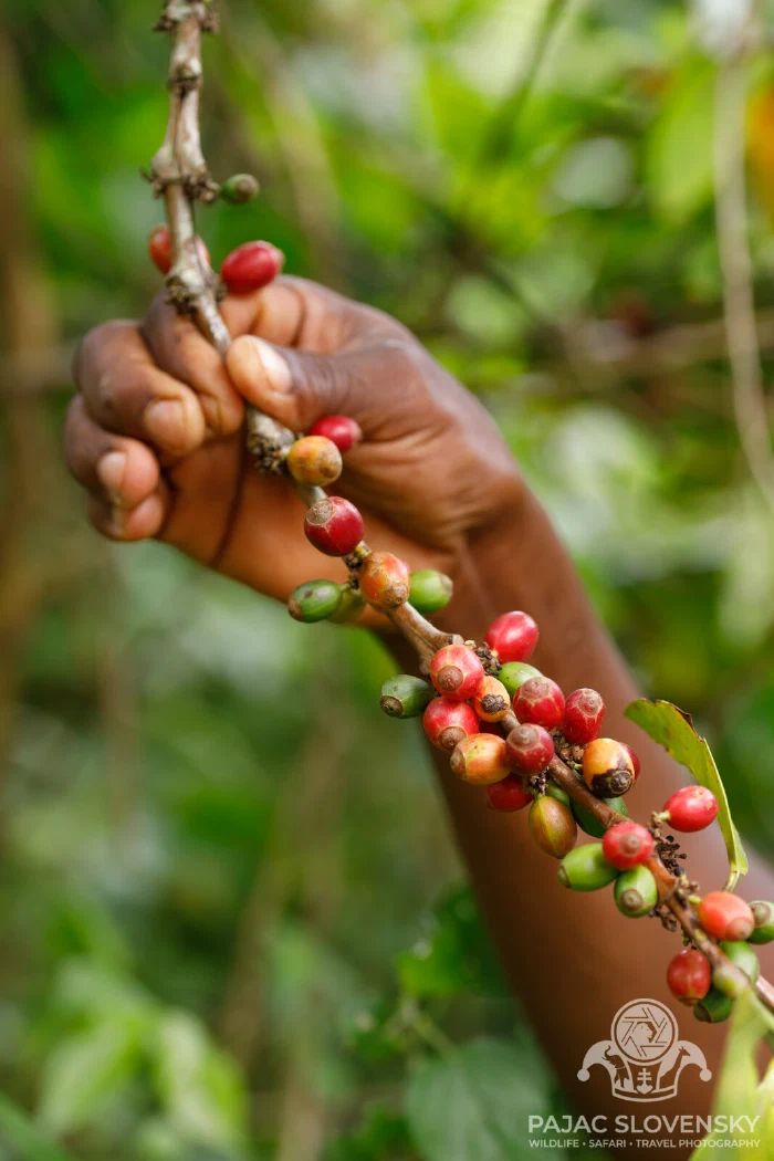 Coffee berries ripening red along their branch