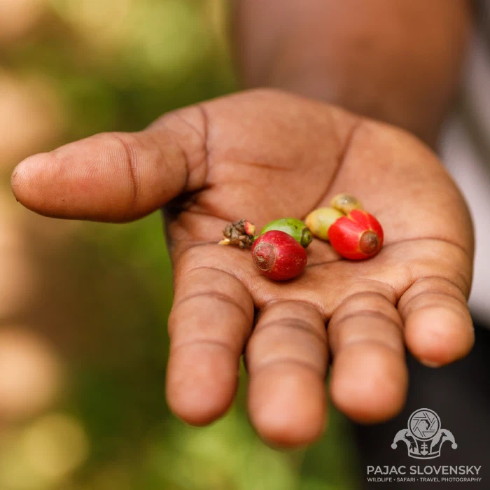 A guide's hand holding freshly picked coffee berries
