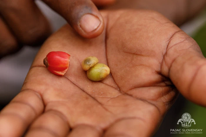 Ripe and unripe coffee berries held in an open palm