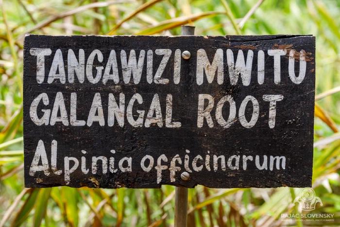 Hand-painted sign for galangal root — tangawizi mwitu